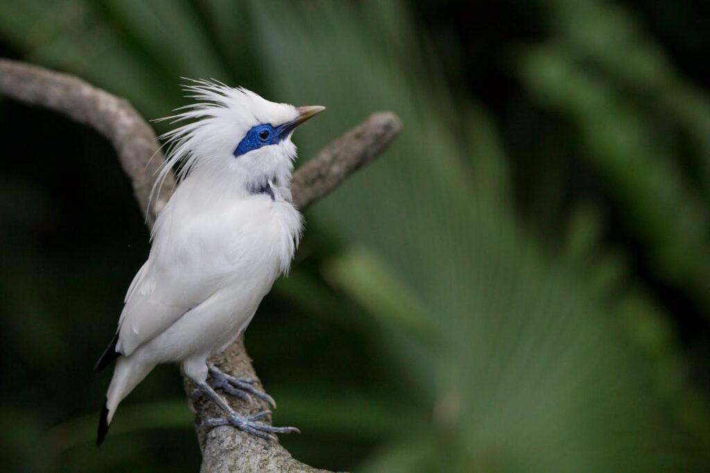 Bali Myna