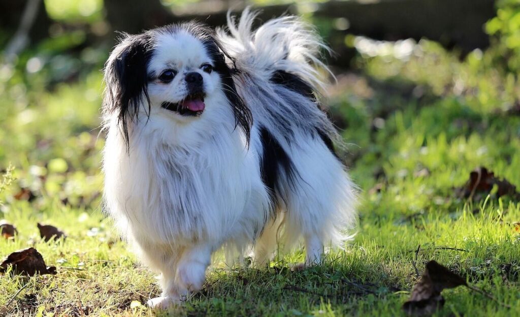 Japanese Chin