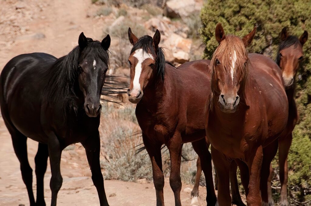 Mustang Horses