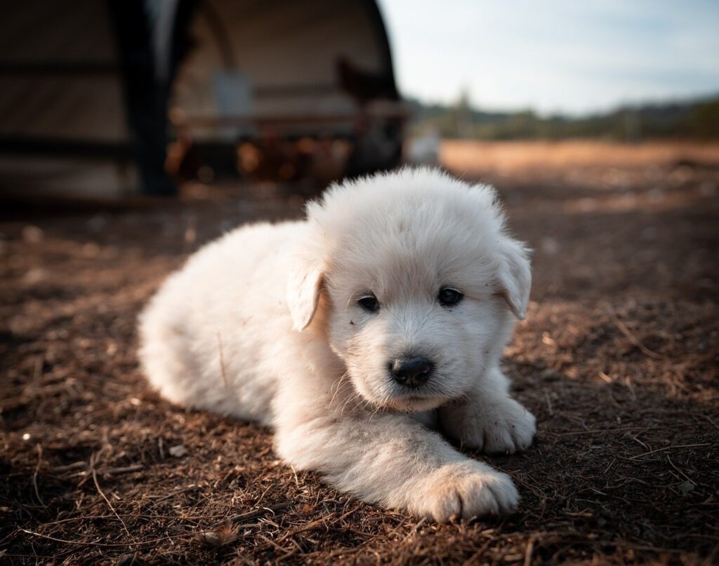 Great Pyrenees Dog
