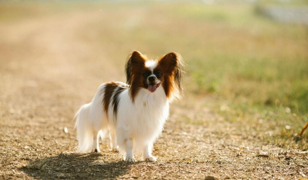 Papillon