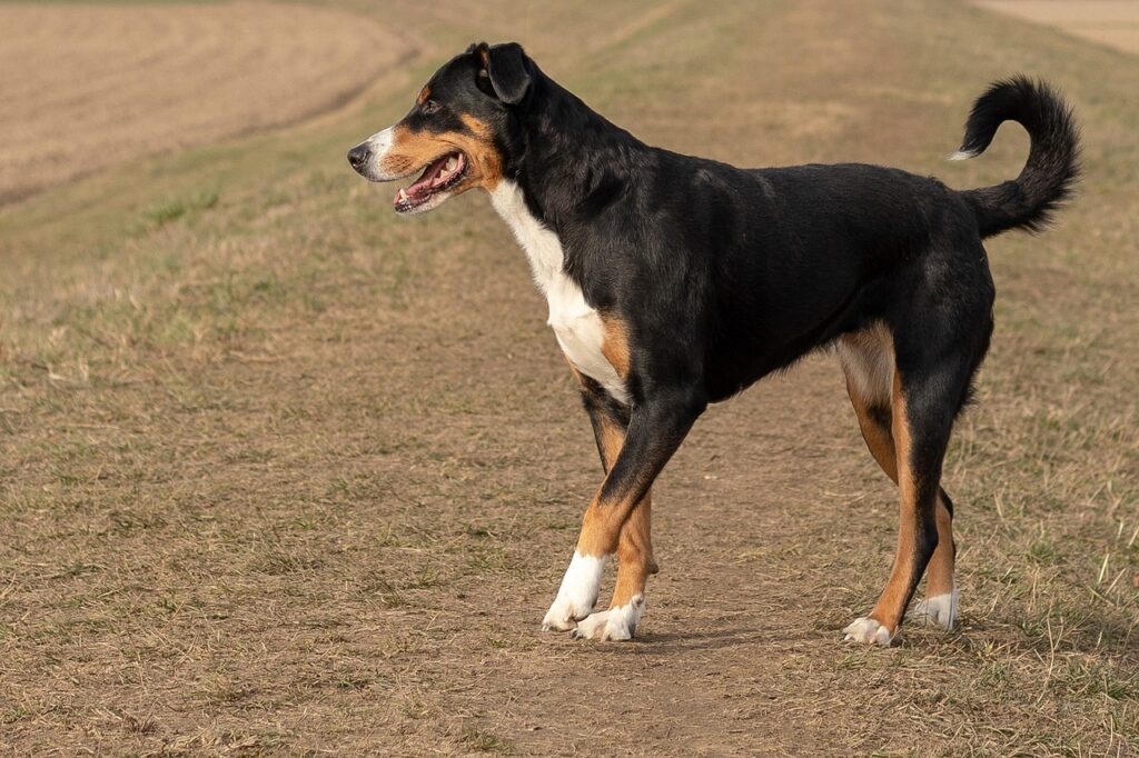 Appenzeller Sennenhund