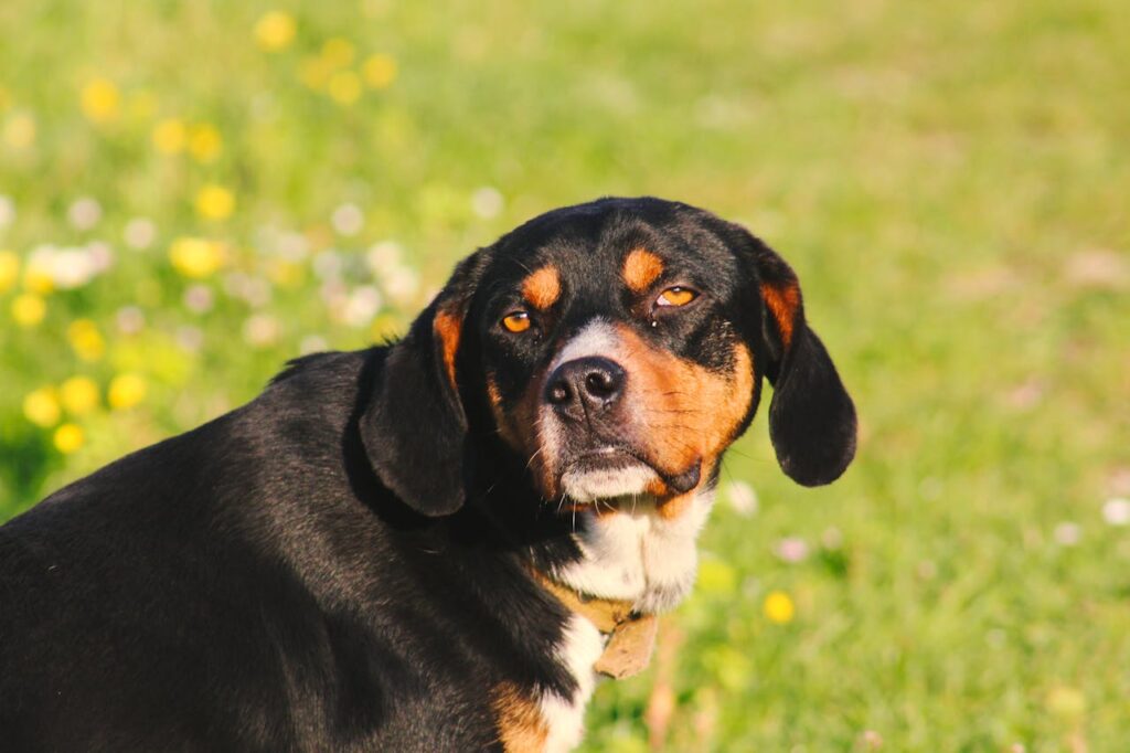 Entlebucher Mountain Dog