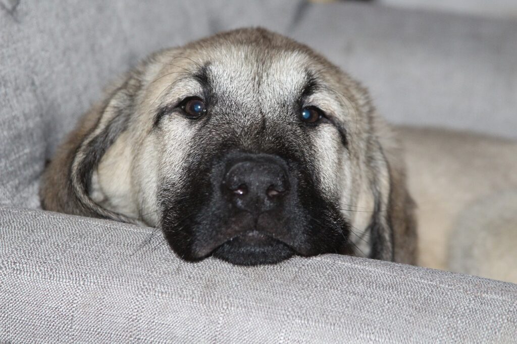 Anatolian Shepherd Dog