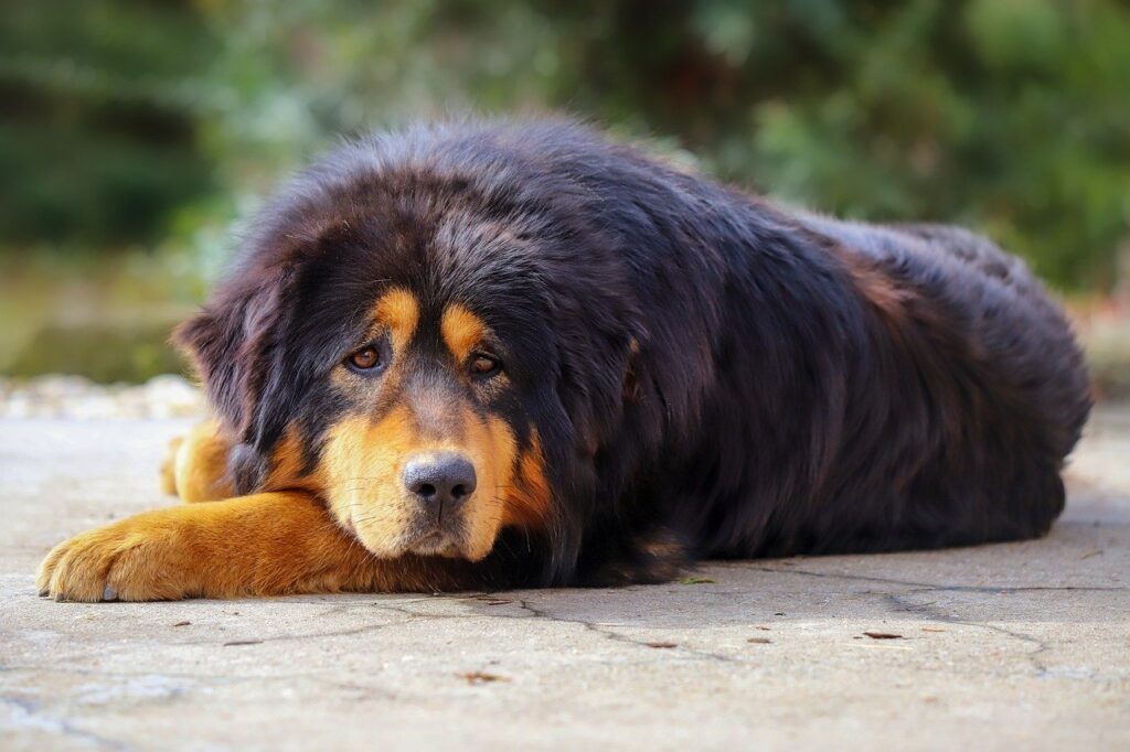 Tibetan Mastiff