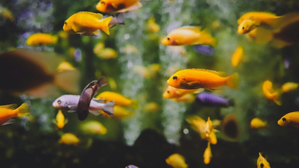 A vibrant underwater scene