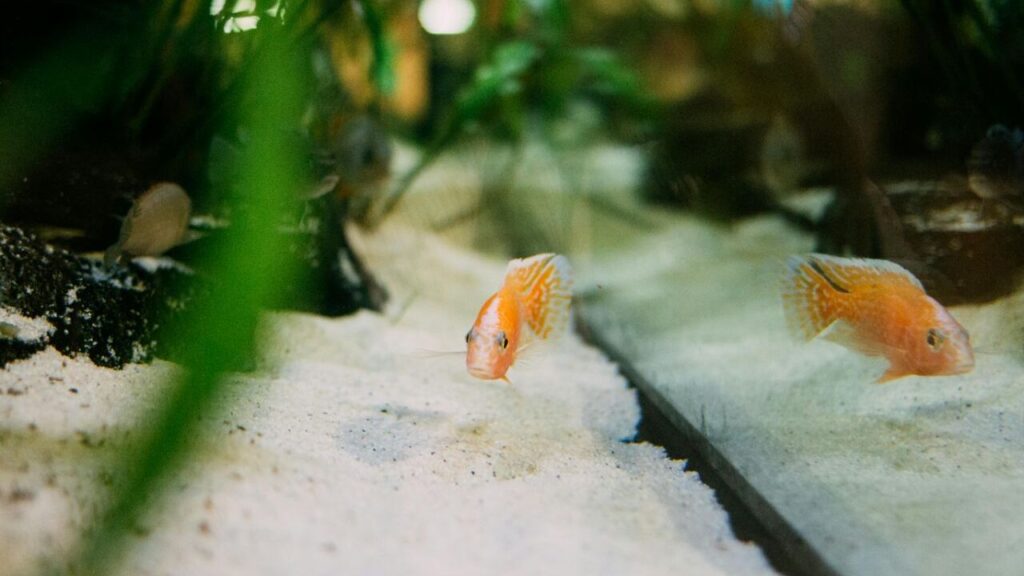 Orange tank in aquarium