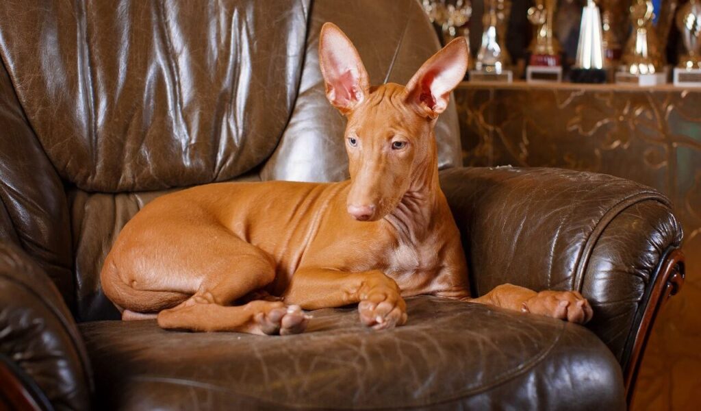 Pharaoh Hound