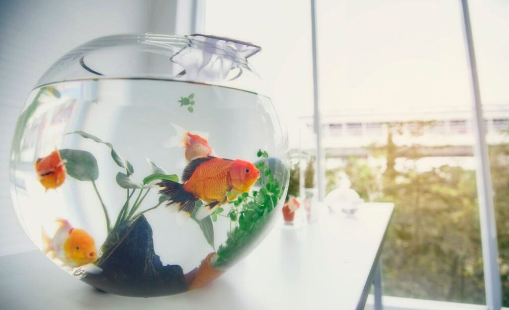 A round glass fishbowl containing orange goldfish