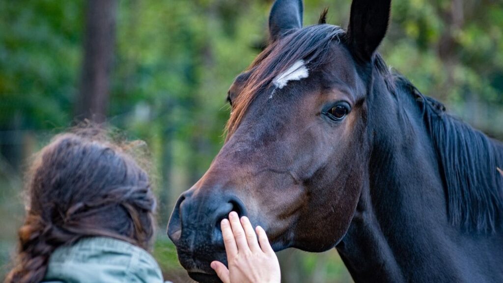 A woman patting a brown horse