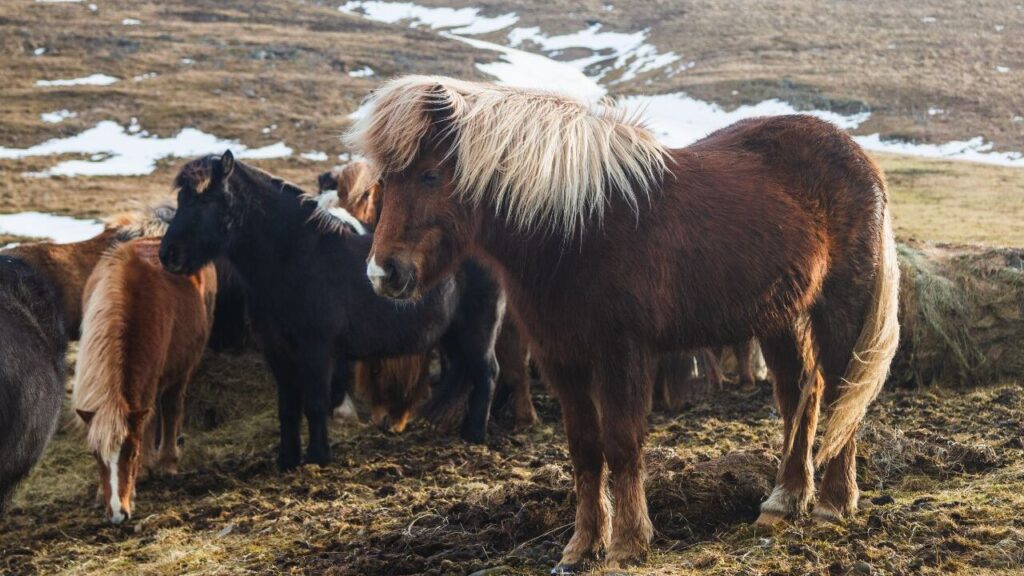 A group of small horses