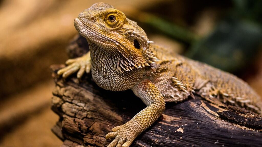Bearded Dragons
