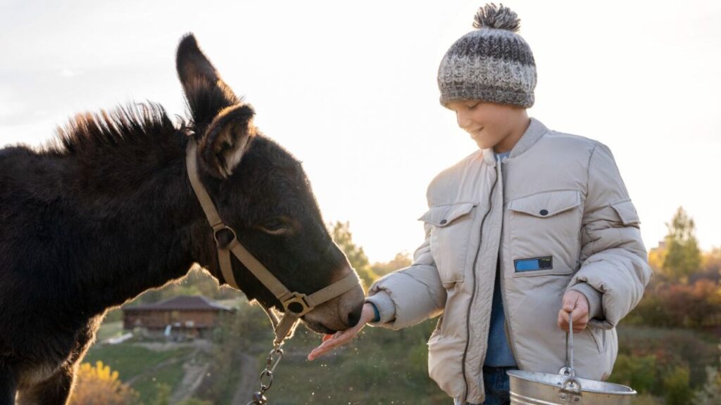 Fun Facts About Donkeys You Didn’t Know