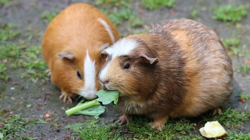 Guinea Pigs