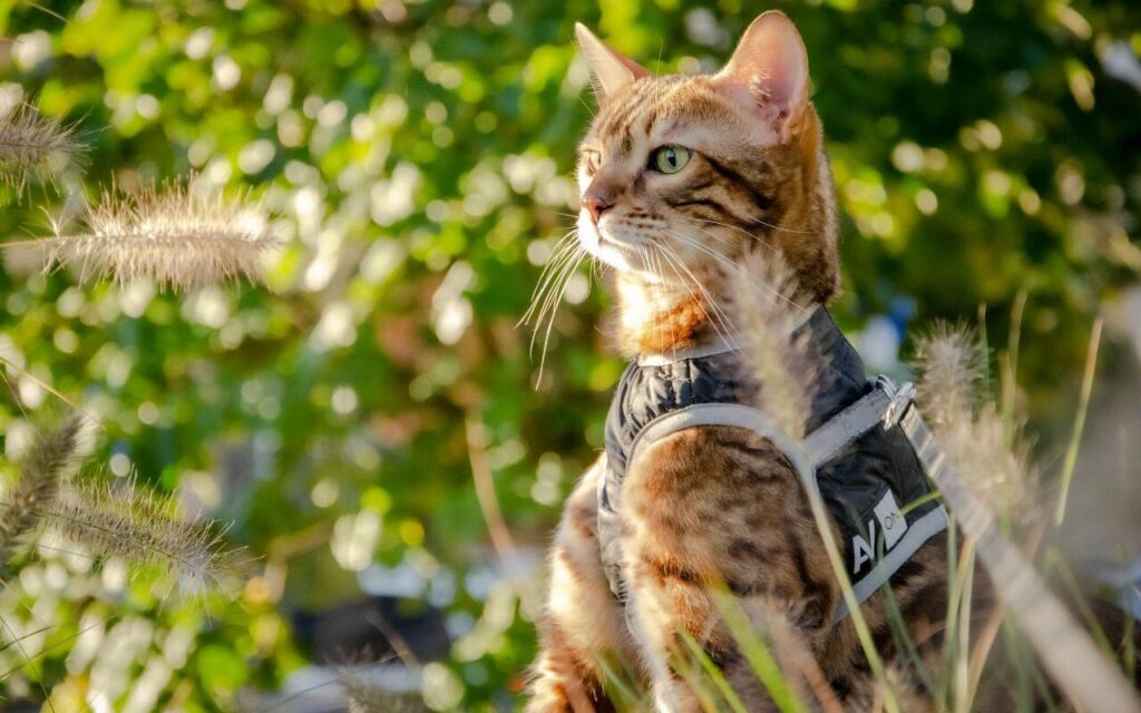Bengal cat with harness