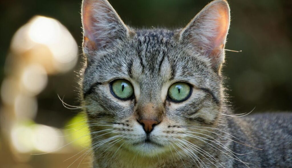 A close-up of a tabby cat