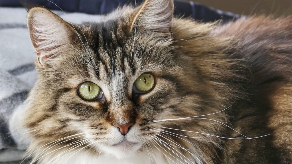 A close-up of a fluffy tabby cat with striking green eyes