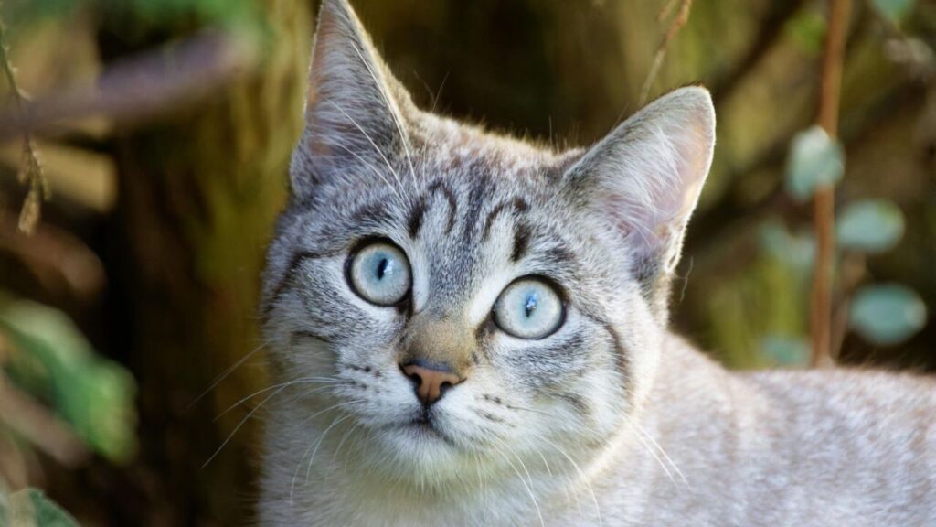 Tabby cat with silver blue eyes