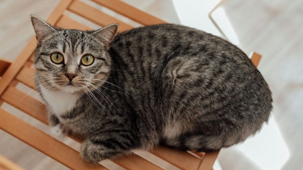 Tabby cat sitting on a chair