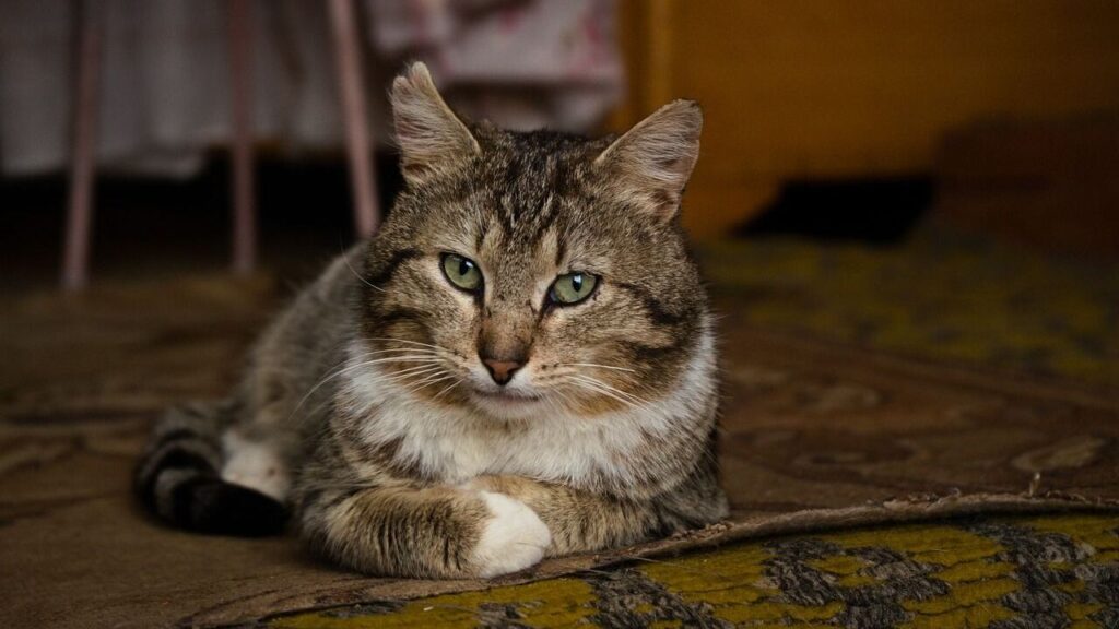 Tubby Cat with a  Cunning look