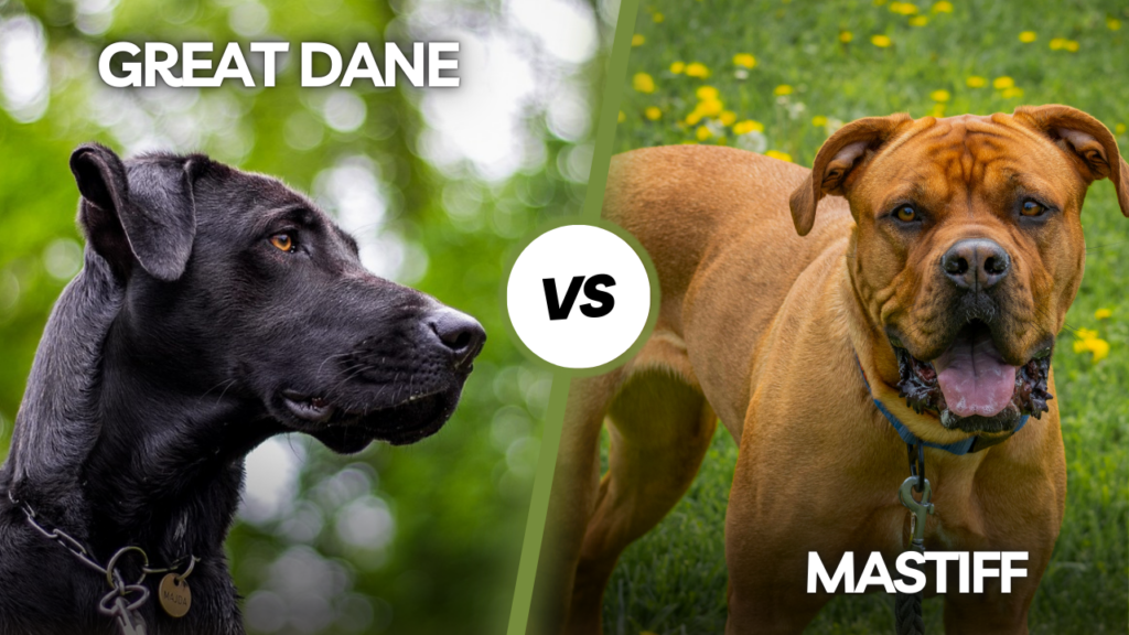 Great Dane vs Mastiff