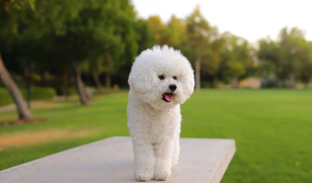 Bichon Frise