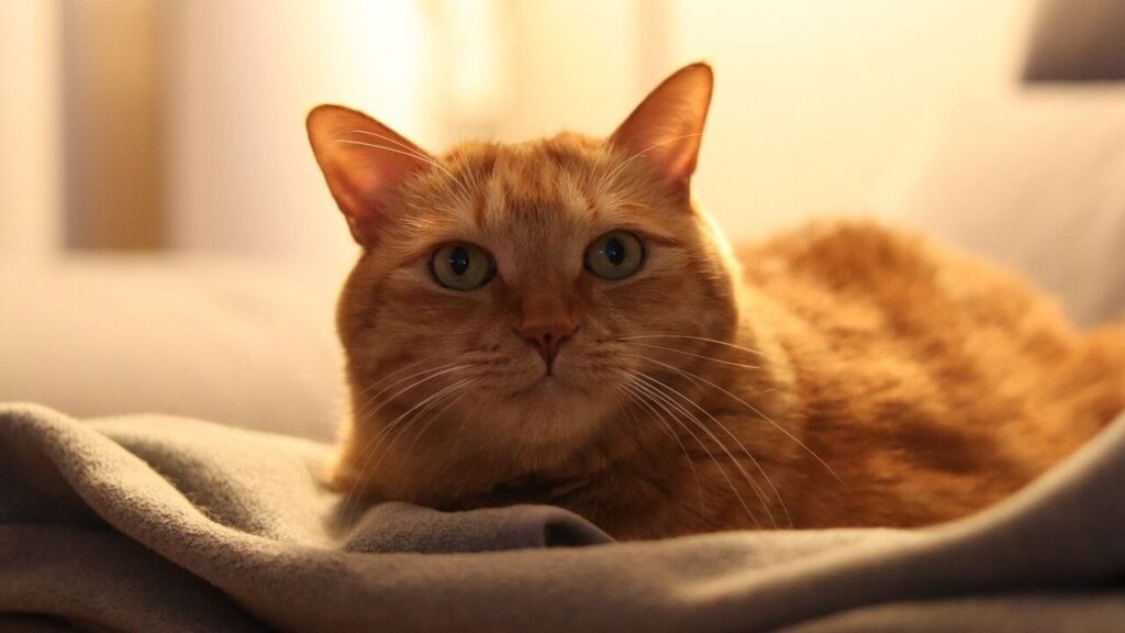 Orange tabby cat resting on a comforting fabric