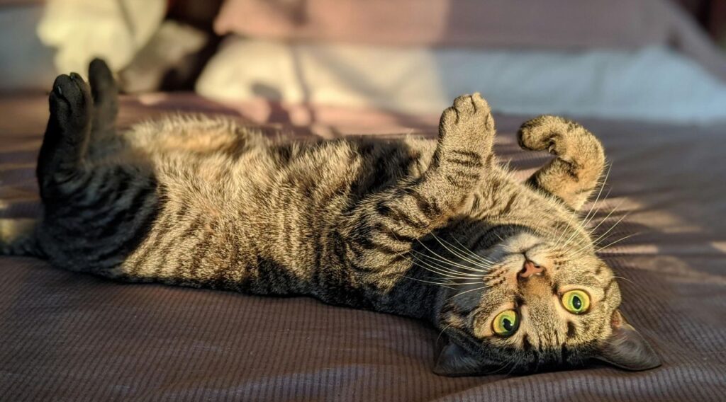 Tabby cat enjoying sun-bath