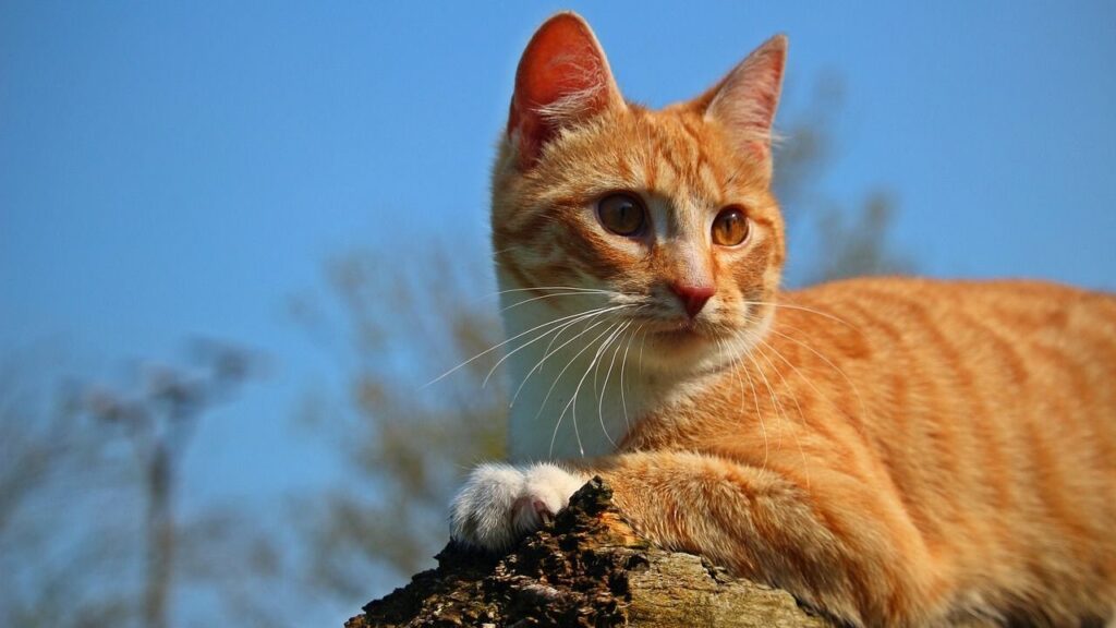 Orange Tabby Cat sitting on a rock