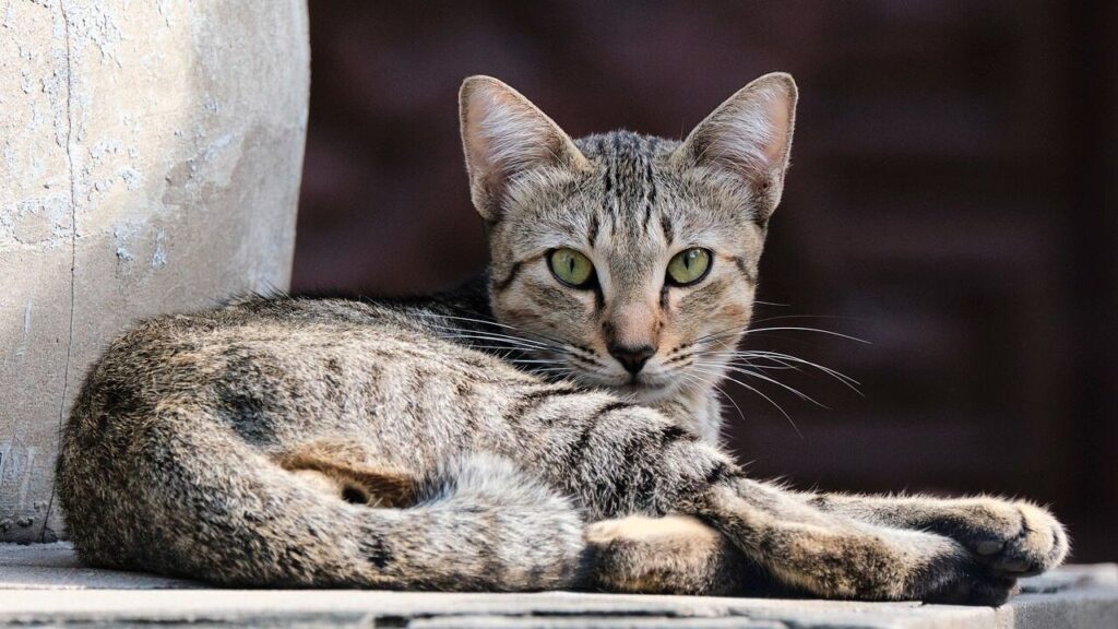 Tabby cat resting against a wall
