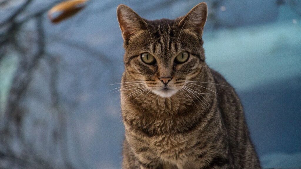 Tabby Cat with Orange Background