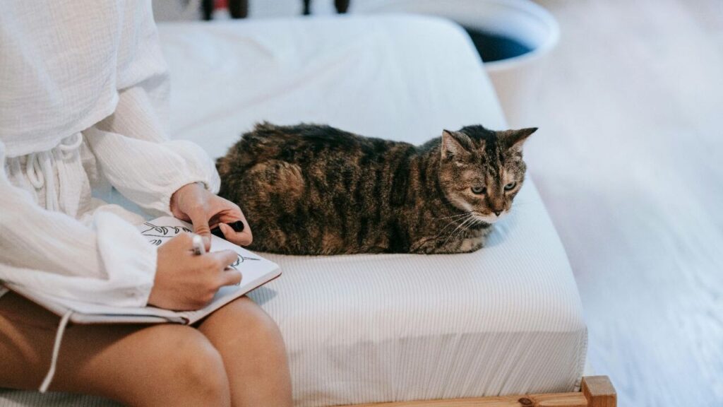 Tabby Cat sitting on a couch