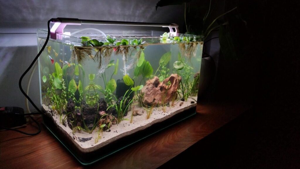 An aquarium in dark
