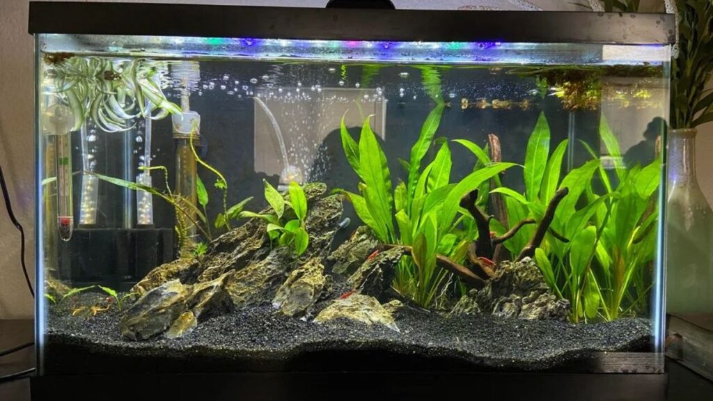 A freshwater aquarium filled with green aquatic plants