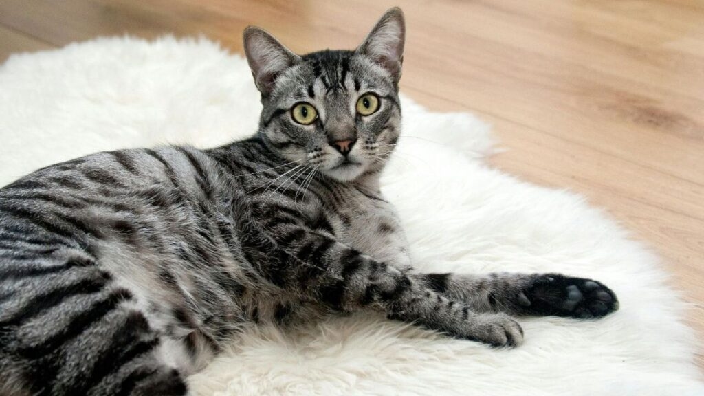 Gray Tabby cat