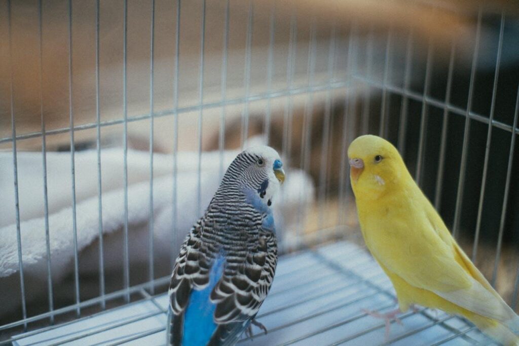 birds in cage