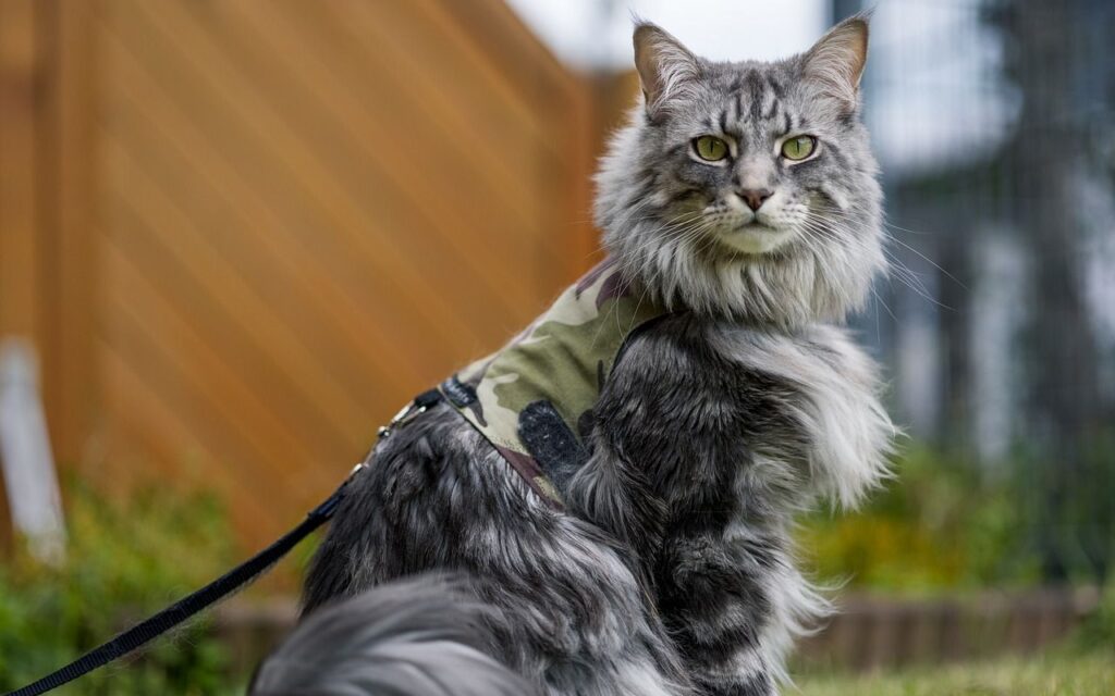 Maine Coon