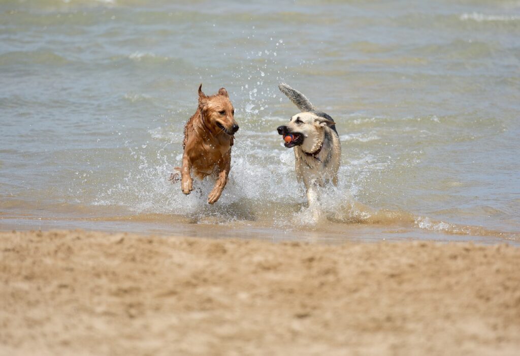 dogs running in water