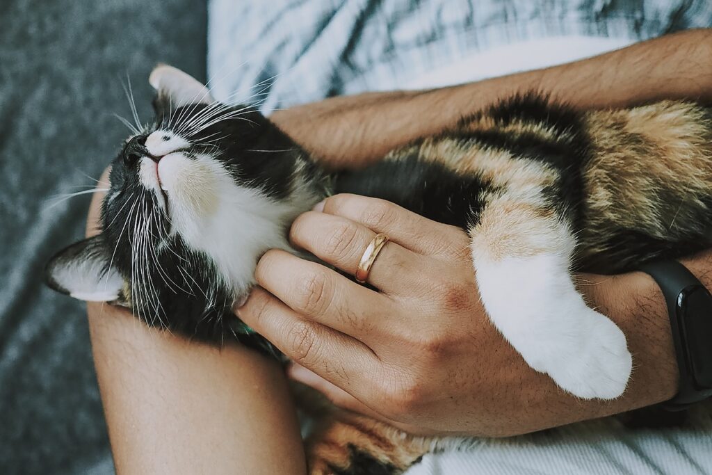 cat in hand