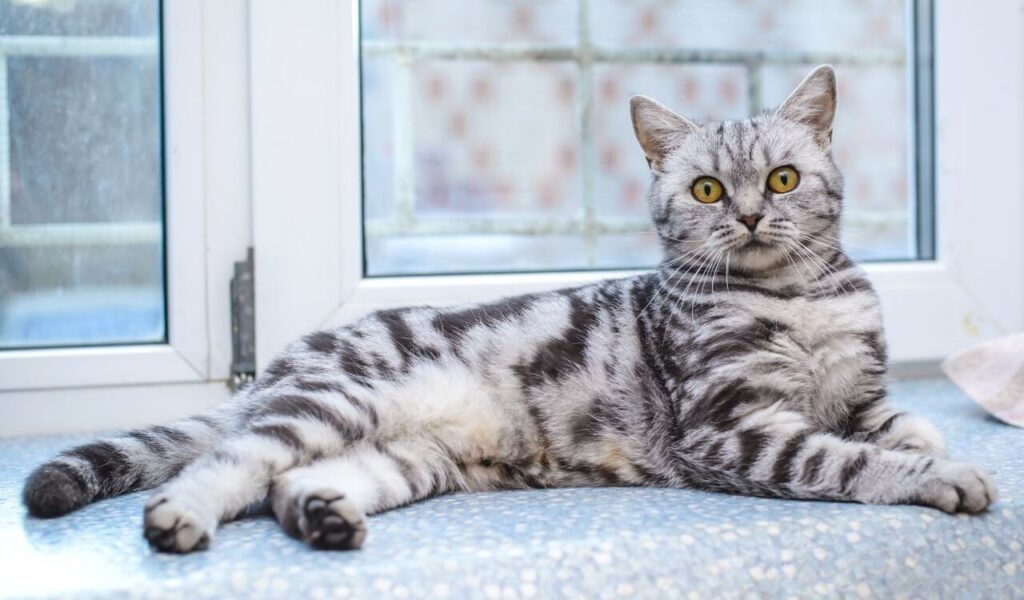 American Shorthair