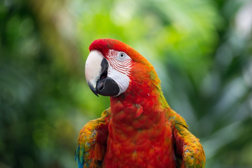 Exotic Birds