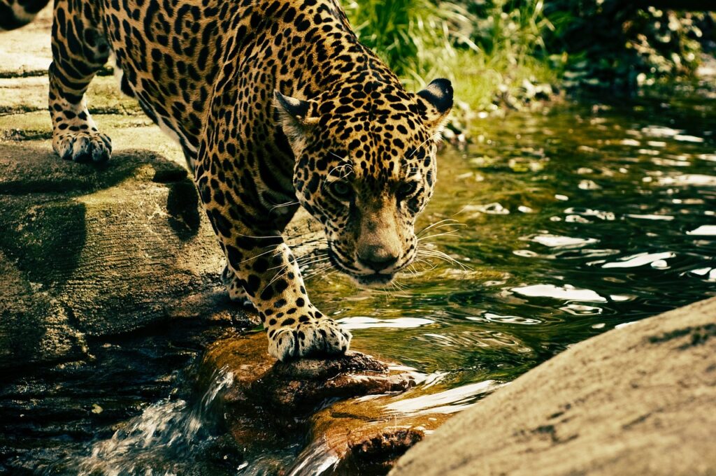 Large Cats