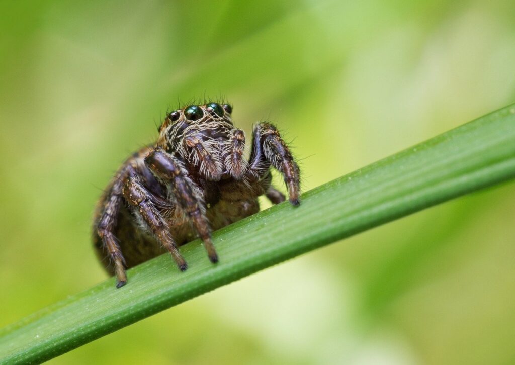 Spiders