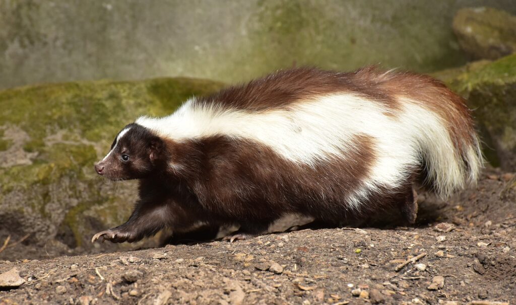 Skunks