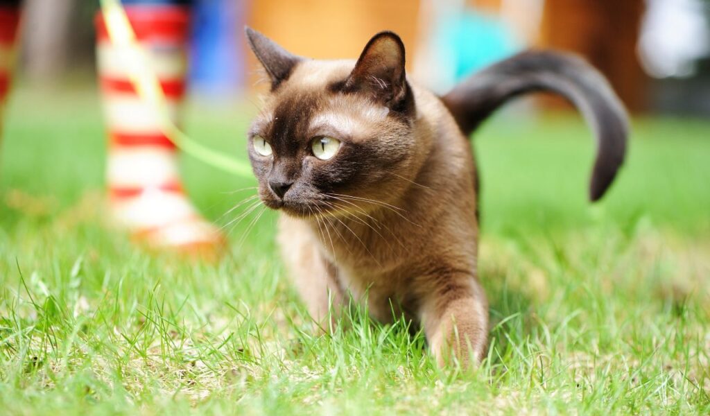 Burmese cat