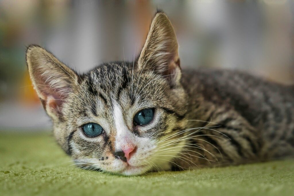 Cats
