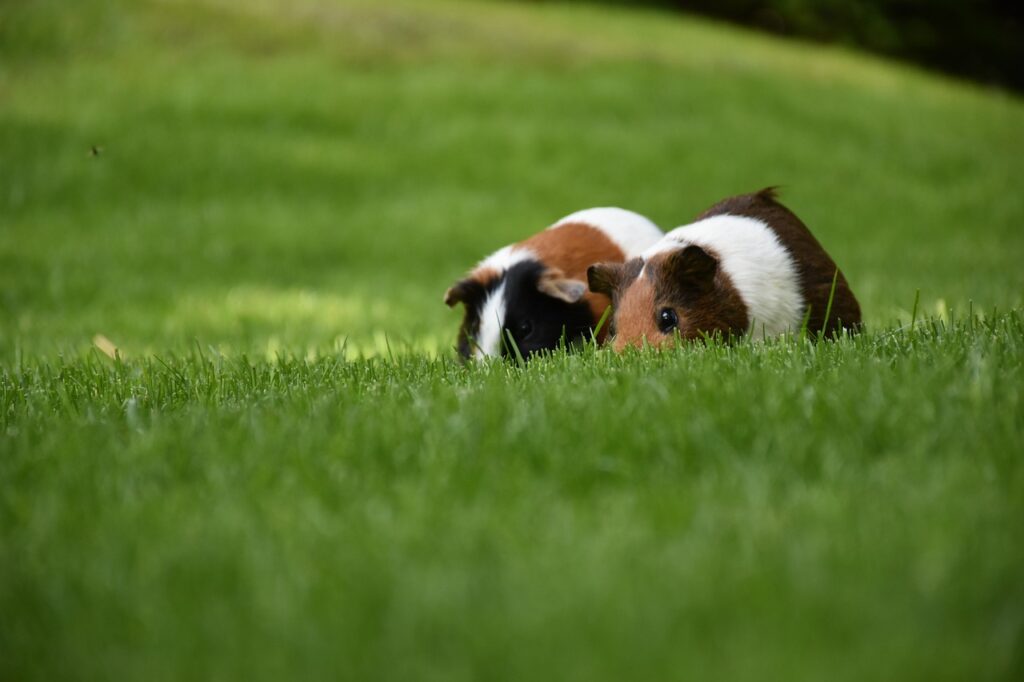 Guinea Pigs