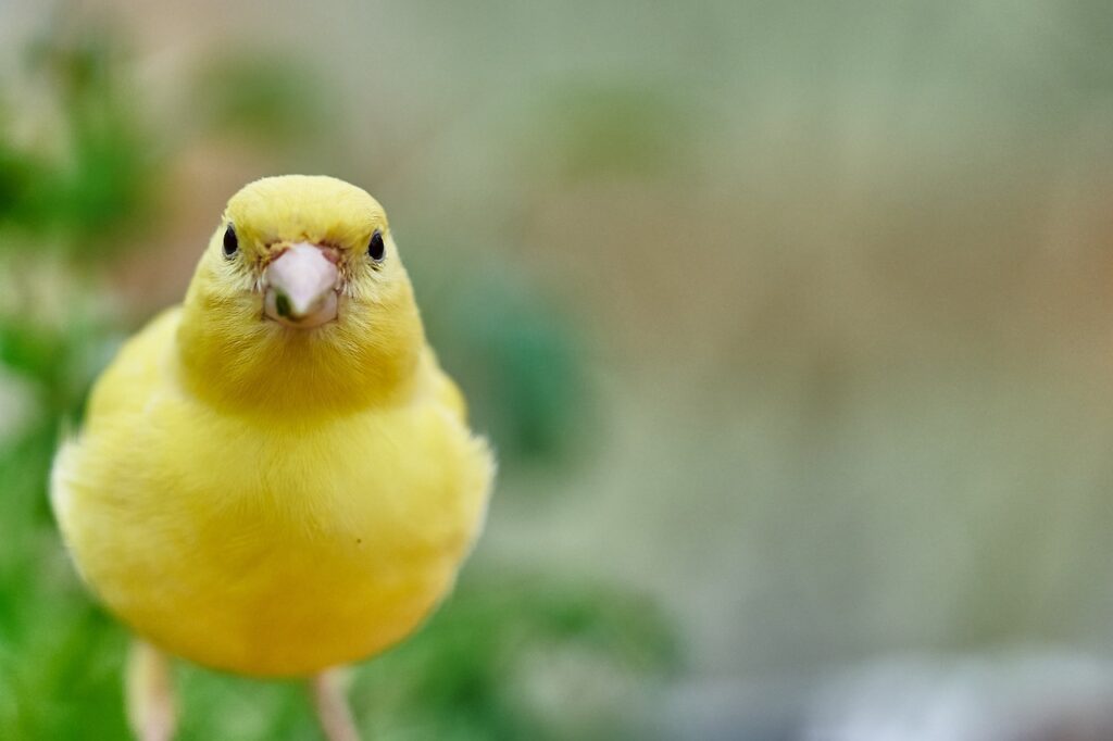 Birds (Small)