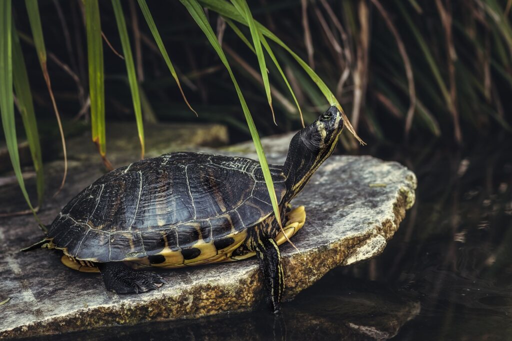 Reptiles