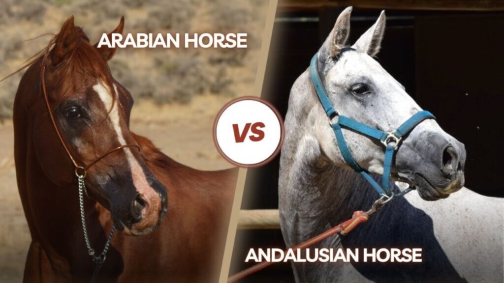 Arabian Vs Andalusian Horse